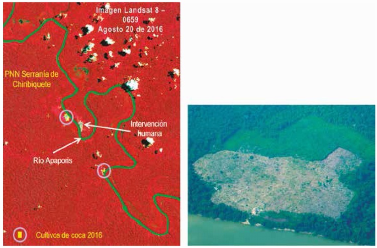 Afectaci�n por coca en PNN Serran�a de Chiribiquete (identificaci�n en imagen satelital - evidencia en campo)